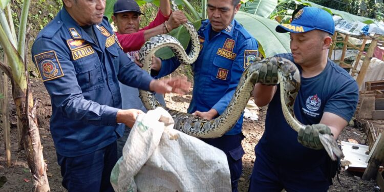 Ular Sanca Kembang Memangsa Ayam di Kandang Berhasil Dievakuasi Tim Damkar