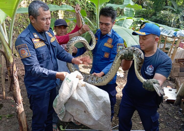 Ular Sanca Kembang Memangsa Ayam di Kandang Berhasil Dievakuasi Tim Damkar