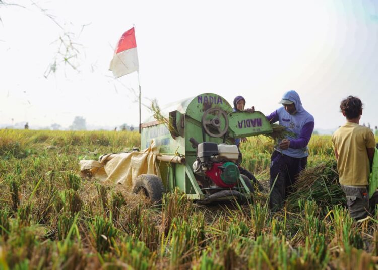 Penyerapan Beras Produksi Dalam Negeri Tertinggi, Indonesia Lebih Siap Hadapi Kemarau