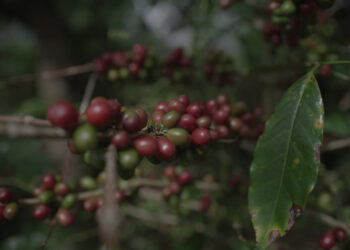 Kementan Percepat Hilirisasi Perkebunan, Siapkan Lahan hingga Pekebun