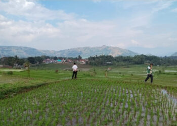 Hadapi Kemarau 2026, Kementan Perkuat Antisipasi untuk Amankan Produksi Padi di Jawa Barat