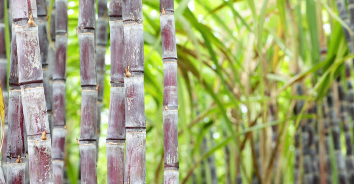 Percepat Swasembada Gula, Kementan Siapkan 5,9 Miliar Mata Benih Tebu di Tahun 2026