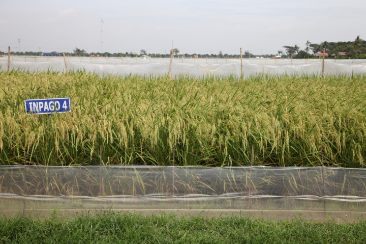 Kementan Dorong Pemanfaatan Varietas Padi Adaptif untuk Hadapi Kemarau Lebih Awal Tahun Ini