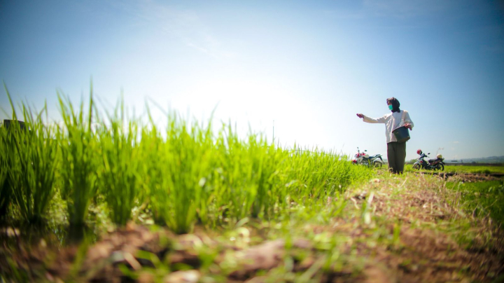 Produksi Beras Januari 2026 Capai 1,75 Juta Ton, Naik 38,56 Persen