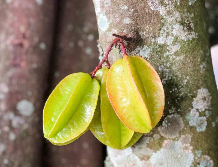 Cek Manfaat Belimbing Buat Tubuh, Buah Underrated!