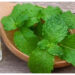 Rahasia Daun Spearmint, dari Redakan Mual hingga Seimbangkan Hormon
