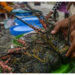 DPR Soroti Ekspor Benih Lobster, Budidaya Dalam Negeri Terabaikan