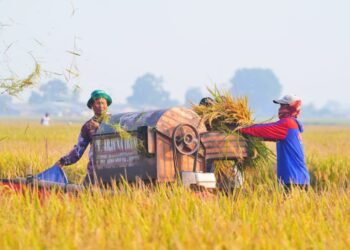 Mitigasi Dampak El Nino, Pemerintah Perkuat Stok Cadangan Pangan dari Produksi Dalam Negeri