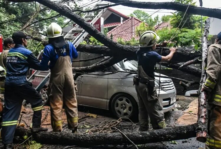 Pohon Tumbang di Kota Bandung Menimpa 2 Mobil