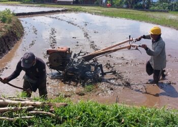 Generasi Muda Gengsi Turun ke Sawah, Petani di Indonesia Tiap Tahun Menurun