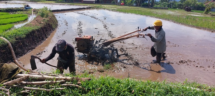 Generasi Muda Gengsi Turun ke Sawah, Petani di Indonesia Tiap Tahun Menurun