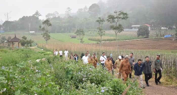 Target Pengembangan Pohon Jagung di Kuningan 2.500 Hektar