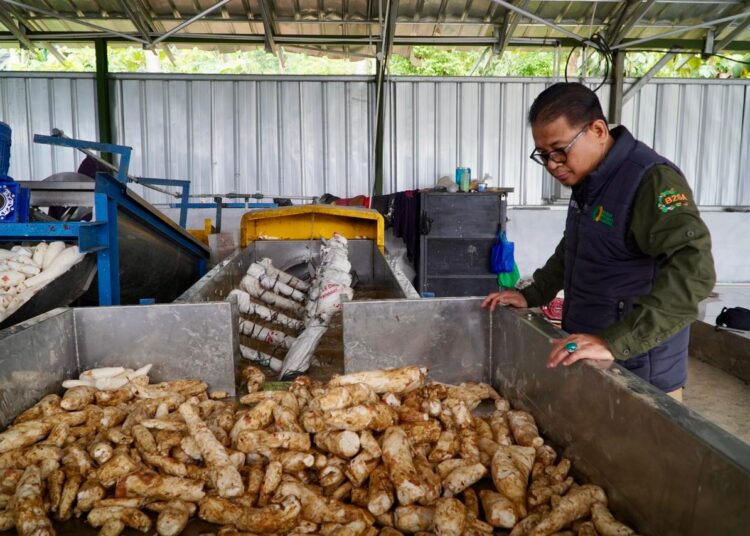 Perkuat Hilirisasi Singkong, Bantuan Bapanas Dorong UMKM Naik Kelas