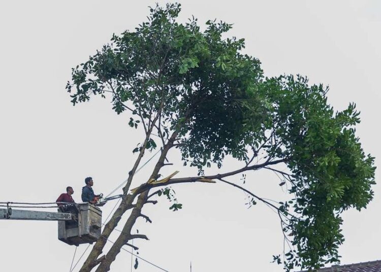 Penebangan dan Pemangkasan Pohon di Jalan Provinsi Harus Seizin Gubernur