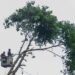 Penebangan dan Pemangkasan Pohon di Jalan Provinsi Harus Seizin Gubernur