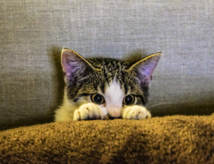 Cek Ciri-Ciri Kucing Stres yang Jarang Disadari, Pecinta Anabul Wajib Tahu!