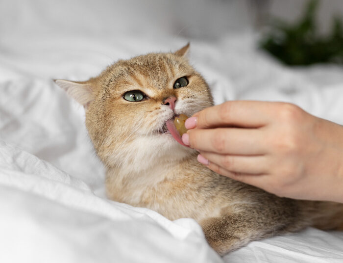 Cek Rekomendasi Buah untuk Kucing yang Aman Dimakan, Pecinta Anabul Perlu tahu! 1 Cek Rekomendasi Buah untuk Kucing yang Aman Dimakan, Pecinta Anabul Perlu tahu!