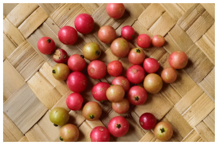 Khasiat Buah Kersen untuk Imun, Jantung dan Pencernaan 1 Khasiat Buah Kersen untuk Imun, Jantung dan Pencernaan