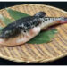 Ikan Buntal Bisa Mematikan, Ini Gejala dan Bahaya Keracunannya