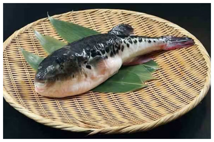 Ikan Buntal Bisa Mematikan, Ini Gejala dan Bahaya Keracunannya