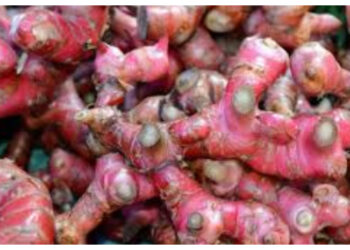 Jahe Merah Jadi Herbal Andalan, Ini Beragam Khasiatnya bagi Kesehatan 6 Jahe Merah Jadi Herbal Andalan, Ini Beragam Khasiatnya bagi Kesehatan