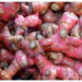 Jahe Merah Jadi Herbal Andalan, Ini Beragam Khasiatnya bagi Kesehatan