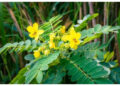 Daun Senna, Herbal Ampuh Atasi Sembelit dan Jaga Pencernaan