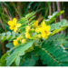 Daun Senna, Herbal Ampuh Atasi Sembelit dan Jaga Pencernaan