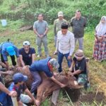IKMT Gelar Qurban di Tanah Mesjid, Perkuat Kegiatan Sosial dan Persiapan Pembangunan Mesjid