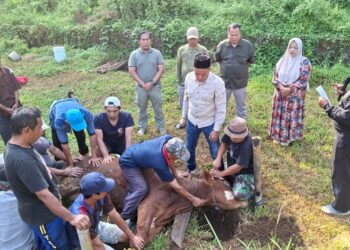 IKMT Gelar Qurban di Tanah Mesjid, Perkuat Kegiatan Sosial dan Persiapan Pembangunan Mesjid