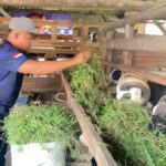 Jaga Keamanan Sekaligus Beternak, Anggota Polres Majalengka Raup Untung Puluhan Juta dari Domba Kurban