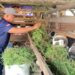 Jaga Keamanan Sekaligus Beternak, Anggota Polres Majalengka Raup Untung Puluhan Juta dari Domba Kurban