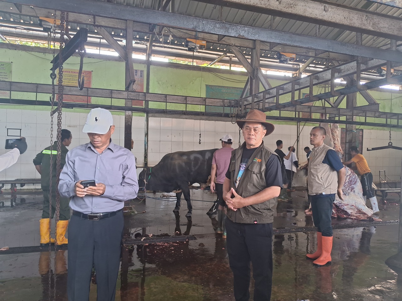 Sapi Kurban Presiden dan KDM Disembelih di RPH Ciroyom, Sapi Walikota di Cicadas 2 Kepala DKPP Gin Ginanjar pantauan RPH Ciroyom