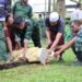 Kodim Kuningan Salurkan Hewan Kurban 2 Ekor Sapi dan 4 Ekor Kambing 8 Kodim Kuningan Salurkan Hewan Kurban 2 Ekor Sapi dan 4 Ekor Kambing