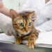 Manfaat Kucing Disteril, Ternyata Banyak Khasiatnya!