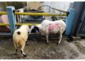 Masjid Al Baroqah Babakanbaru Bandung Salurkan Hewan Qurban, 4 Sapi dan 6 Kambing 14 Masjid Al Baroqah Babakanbaru Bandung Salurkan Hewan Qurban, 4 Sapi dan 6 Kambing