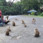 Wisata Religi di Bukit Plangon Dihuni Puluhan Monyet Liar 21 Wisata Religi di Bukit Plangon Dihuni Puluhan Monyet Liar