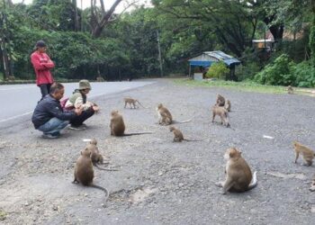 Wisata Religi di Bukit Plangon Dihuni Puluhan Monyet Liar