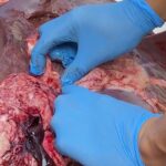 Petugas Temukan Cacing di Hati Sapi Kurban, Empat Domba Tak Cukup Umur di Majalengka 20 Petugas Temukan Cacing di Hati Sapi Kurban, Empat Domba Tak Cukup Umur di Majalengka