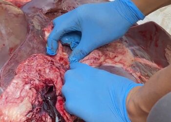 Petugas Temukan Cacing di Hati Sapi Kurban, Empat Domba Tak Cukup Umur di Majalengka