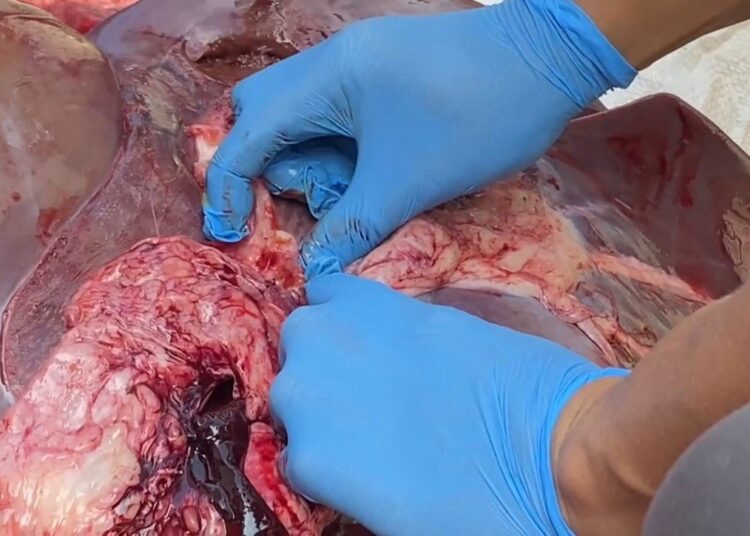 Petugas Temukan Cacing di Hati Sapi Kurban, Empat Domba Tak Cukup Umur di Majalengka 1 Petugas Temukan Cacing di Hati Sapi Kurban, Empat Domba Tak Cukup Umur di Majalengka