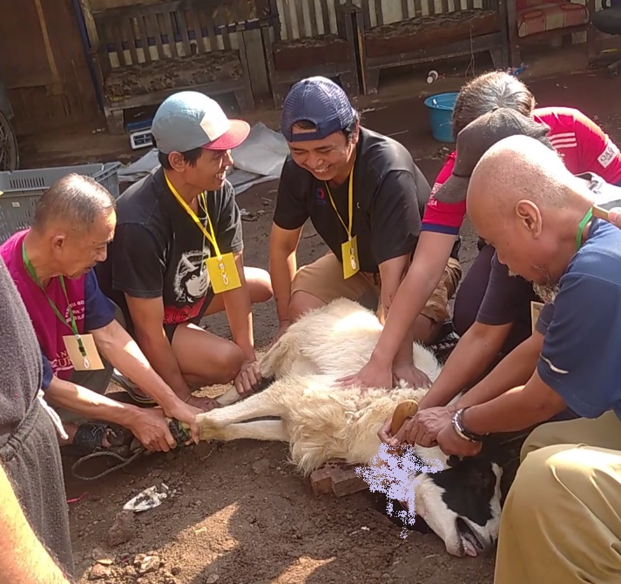Masjid Al-Barokah Babakan Baru Bandung Salurkan Hewan Qurban, 4 Sapi dan 6 Kambing 2 Prosesi Penyembelihan Hewan Kurban