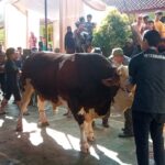 Semangat Cageur Bageur Menggema, SMAN 1 Tasikmalaya Sembelih 12 Sapi Kurban Libatkan Guru, Alumni, Orang Tua, dan Siswa 19 Semangat Cageur Bageur Menggema, SMAN 1 Tasikmalaya Sembelih 12 Sapi Kurban Libatkan Guru, Alumni, Orang Tua, dan Siswa