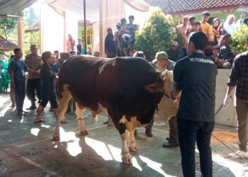 Semangat Cageur Bageur Menggema, SMAN 1 Tasikmalaya Sembelih 12 Sapi Kurban Libatkan Guru, Alumni, Orang Tua, dan Siswa