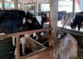 100 Kambing Belum Layak Jadi Hewan Kurban. Sapi Kurban Banpres Bobot 1,08 Ton
