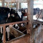 100 Kambing Belum Layak Jadi Hewan Kurban. Sapi Kurban Banpres Bobot 1,08 Ton