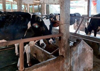 100 Kambing Belum Layak Jadi Hewan Kurban. Sapi Kurban Banpres Bobot 1,08 Ton 7 100 Kambing Belum Layak Jadi Hewan Kurban. Sapi Kurban Banpres Bobot 1,08 Ton
