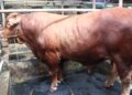 Sapi Limousin Banpres Prabowo Seberat 1,1 Ton Siap Disalurkan DKM Syi’arul Islam