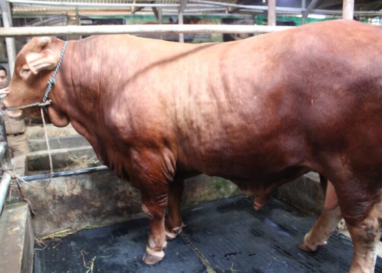 Sapi Limousin Banpres Prabowo Seberat 1,1 Ton Siap Disalurkan DKM Syi’arul Islam