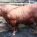 Sapi Limousin Banpres Prabowo Seberat 1,1 Ton Siap Disalurkan DKM Syi'arul Islam 9 Sapi Limousin Banpres Prabowo Seberat 1,1 Ton Siap Disalurkan DKM Syi’arul Islam